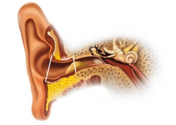 Особенности строения уха
